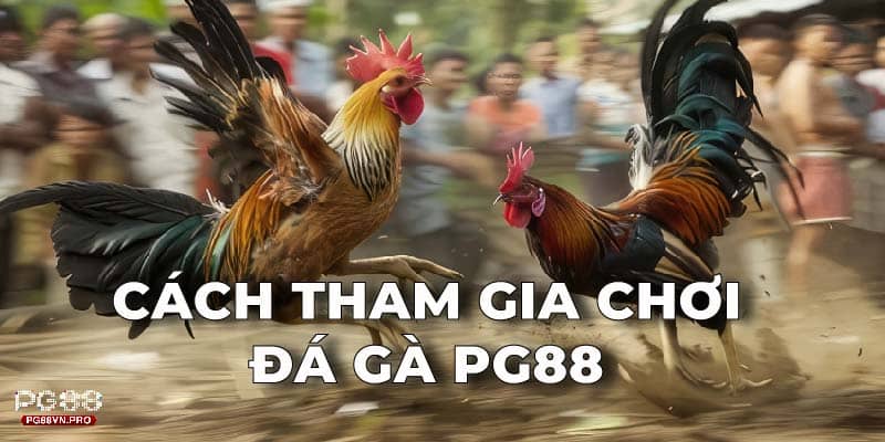 Cách tham gia chơi Đá Gà tại PG88