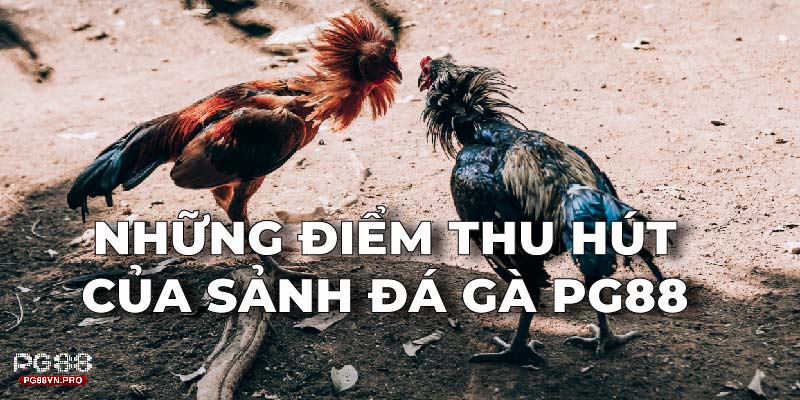 Những điểm thu hút của sảnh Đá Gà PG88