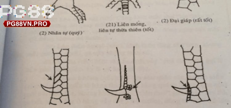 Hướng dẫn xem vảy gà đá từ các sư kê