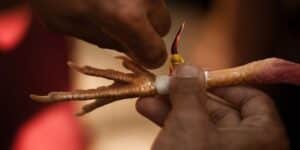 Chất lượng trang trực tiếp đá gà cựa sắt miền Tây tại PG88