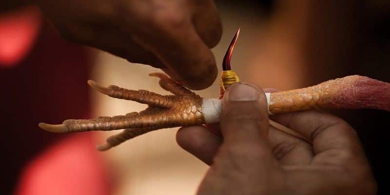 Chất lượng trang trực tiếp đá gà cựa sắt miền Tây tại PG88